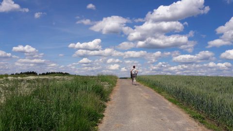 Ein Weg zwischen Maisfeldern, mit blauem Himmel und weißen Wolken